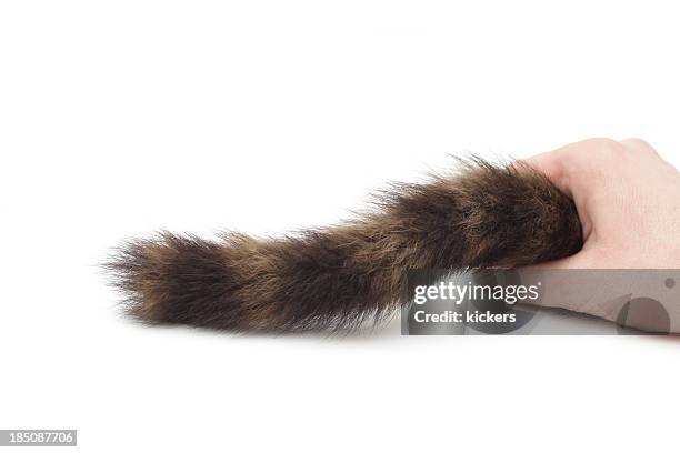 keeping the cat - pet tail stock pictures, royalty-free photos & images