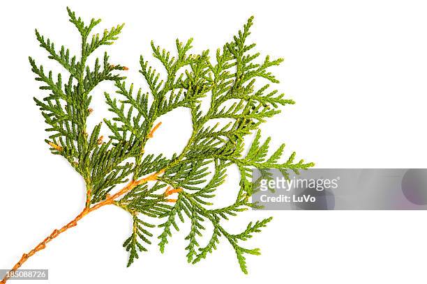 foliage of thuja - american arborvitae stock pictures, royalty-free photos & images