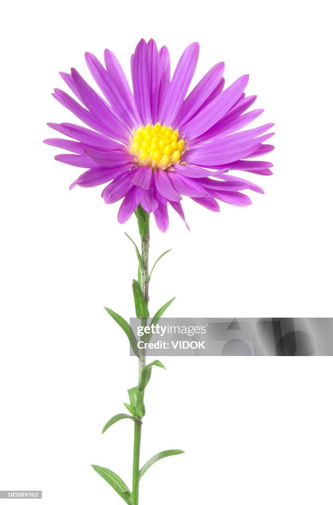 Aster.