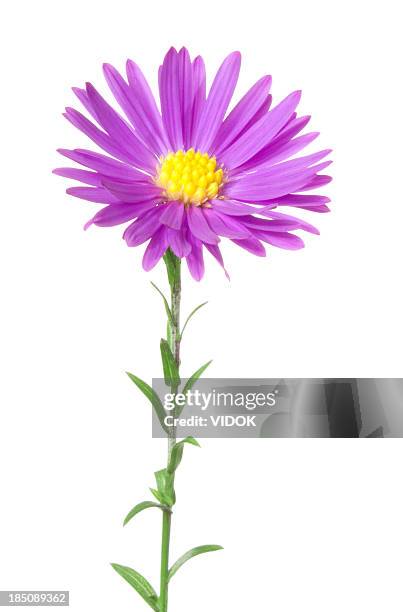 aster. - aster stock pictures, royalty-free photos & images