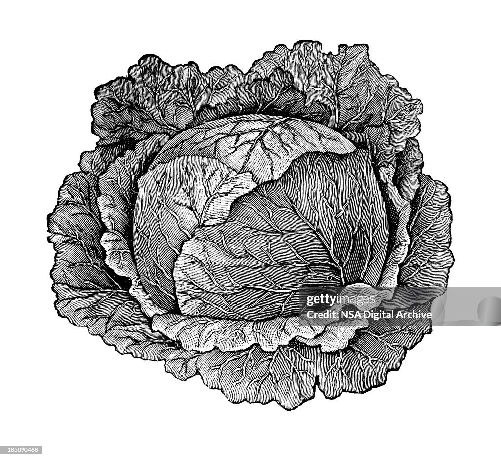 Cabbage Head Illustration | Vintage Farmer Garden Vegetable Clipart