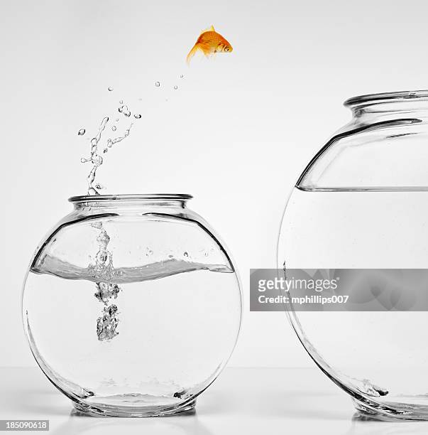 home improvement - goldfish leap 個照片及圖片檔
