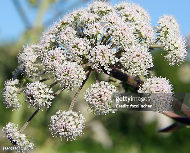 valerian - valeriana officinalis stock pictures, royalty-free photos & images