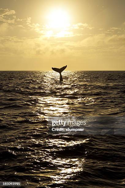 humpback whale lifting its tail out of the ocean at sunset - photos of humpback whales stock pictures, royalty-free photos & images