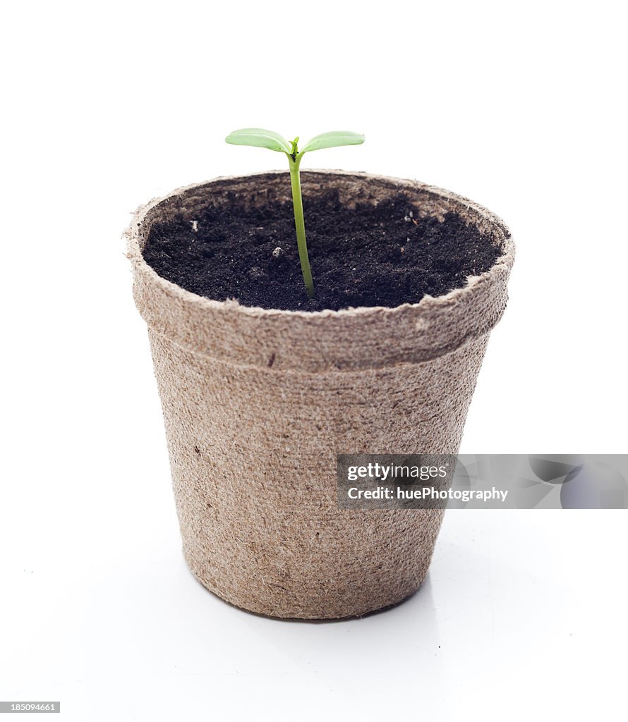 Seedling
