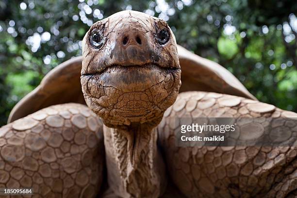 big tortoise - galapagos stockfoto's en -beelden
