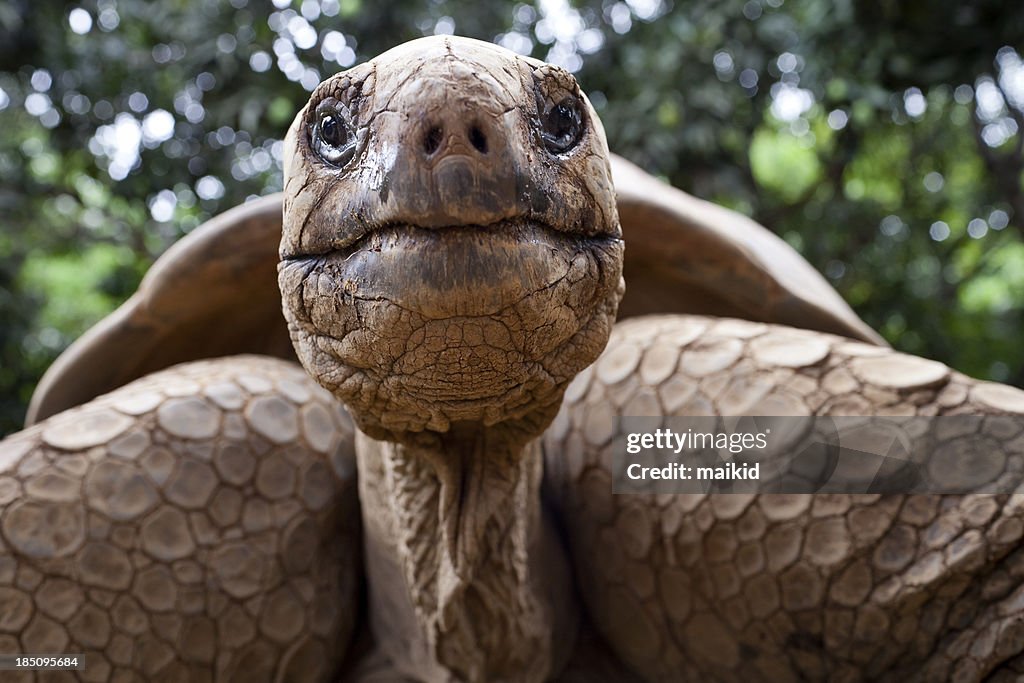 Big tortoise