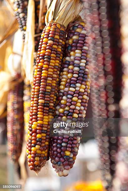 indian corn - indian corn stock-fotos und bilder