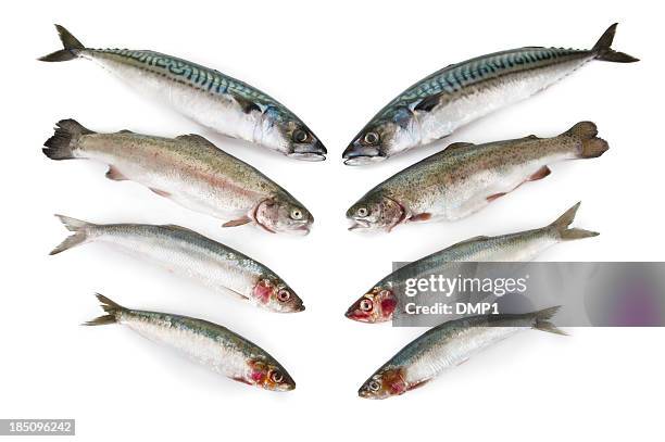 fresh fish, mackerel,trout,herring and sardine on white background - herring stock pictures, royalty-free photos & images