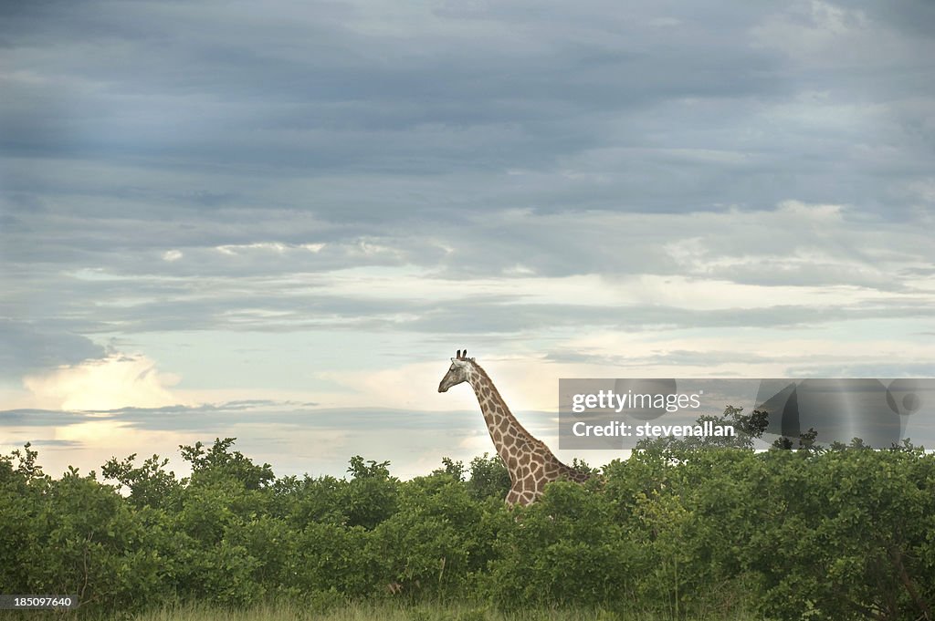 Girafa