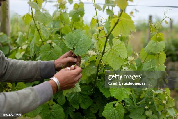 male environmentalist working in an organic vineyard - viniculture stock pictures, royalty-free photos & images