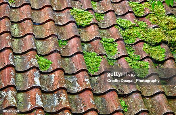 telhado de telhas de barro e musgos - musgo - fotografias e filmes do acervo