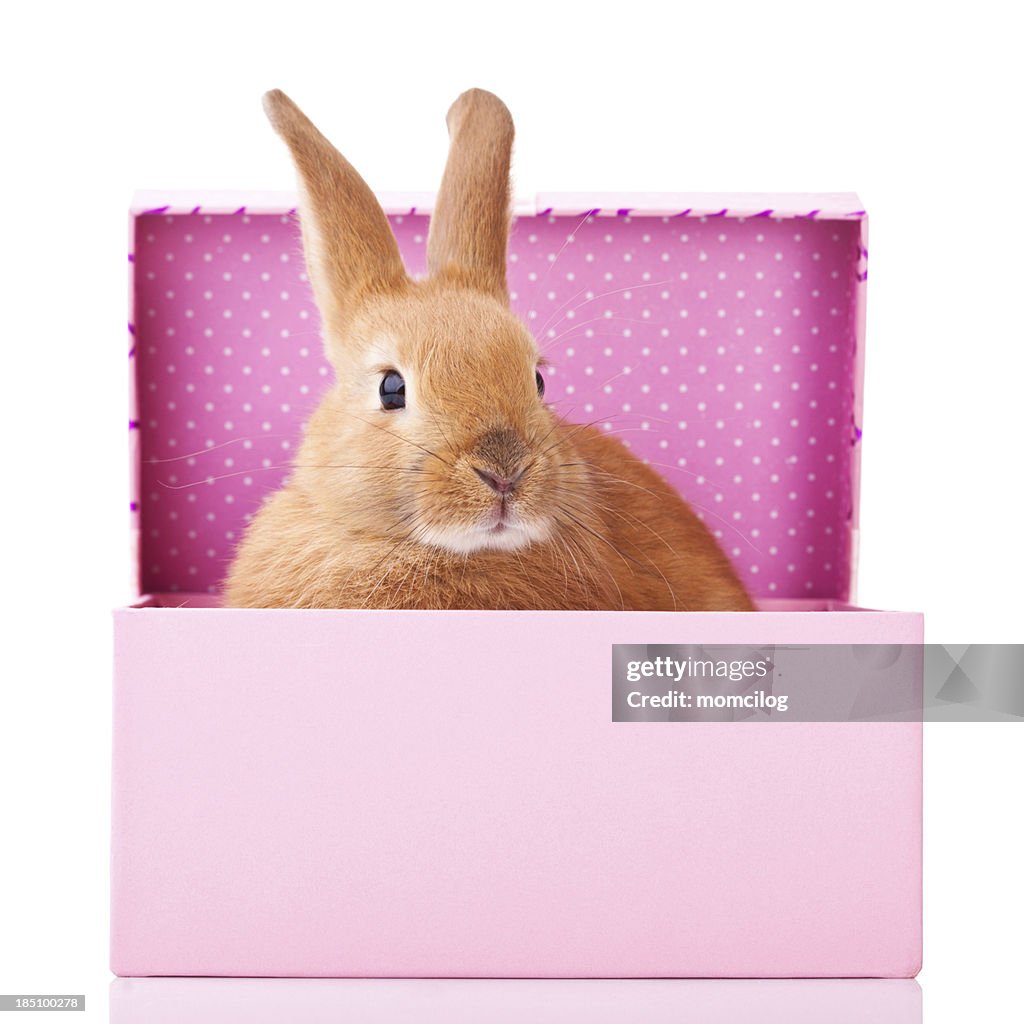 Bunny in the box