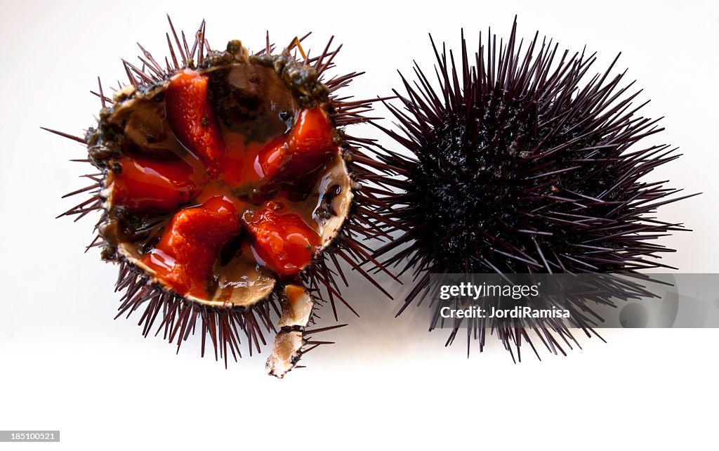 Cross sectional view of sea urchin
