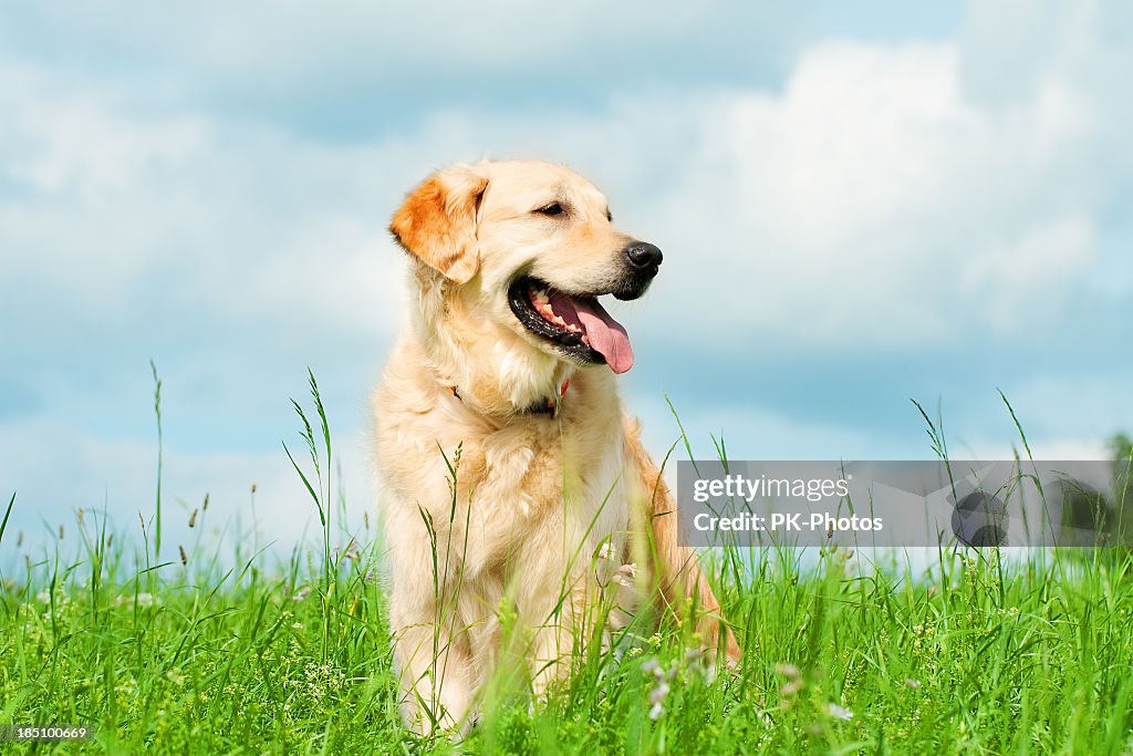 Golden Retriever auf einer Wiese