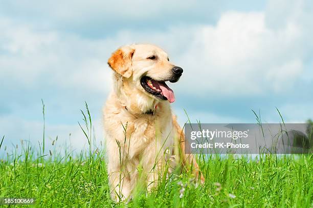 golden retriever auf einer wiese - golden retriever stock-fotos und bilder