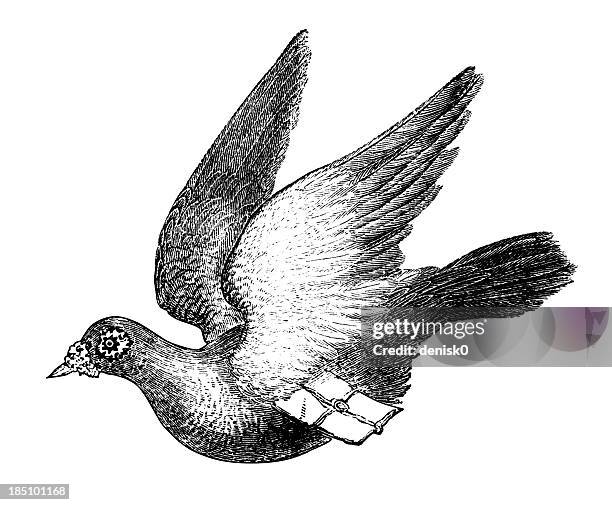 carrier pigeon - note message stock illustrations