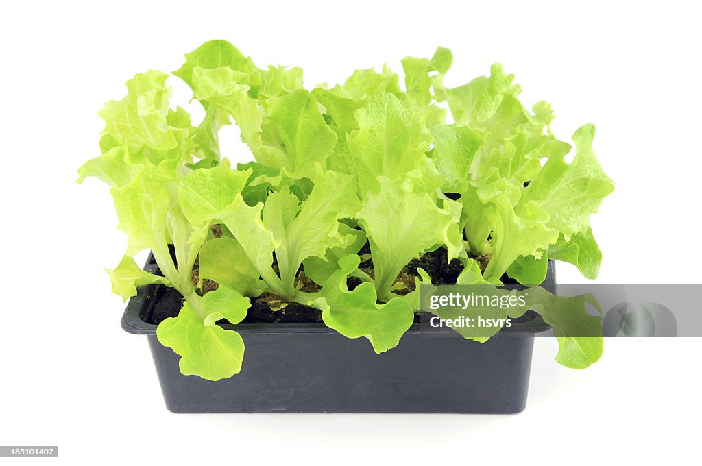 Jeune pousse de Lollo Bionda Salat plantes en pot de fleur