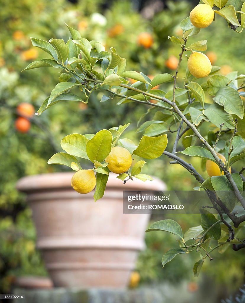 Lemon tree in Rom, Italien