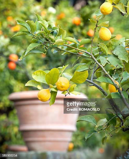 albero di limone a roma, italia - citrus limon foto e immagini stock