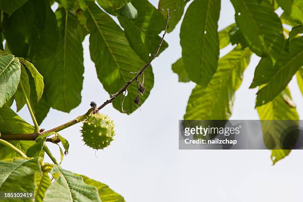 conker - horse chestnut - picture of a buckeye tree stock pictures, royalty-free photos & images