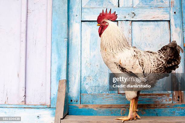 the rooster - rooster stock pictures, royalty-free photos & images