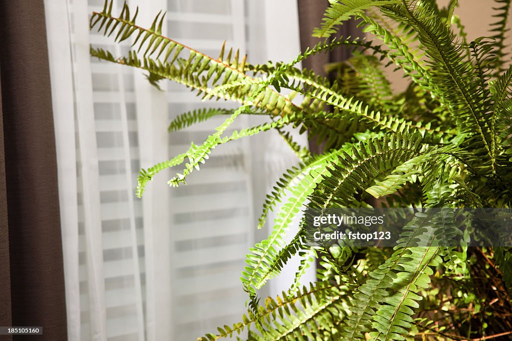Boston fern sitting near window
