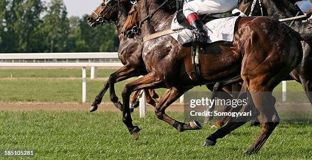 racehorses - gallop animal gait stock pictures, royalty-free photos & images