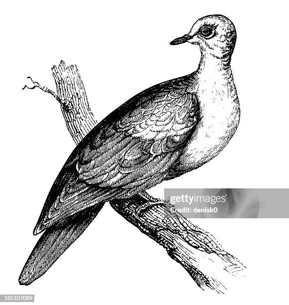 collared dove - dove stock illustrations