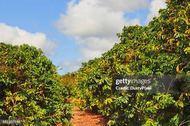 rows of coffee trees on sunny day - coffee plantations stock pictures, royalty-free photos & images