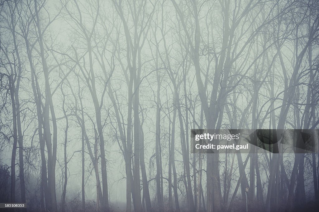 Wall of bare trees in fog