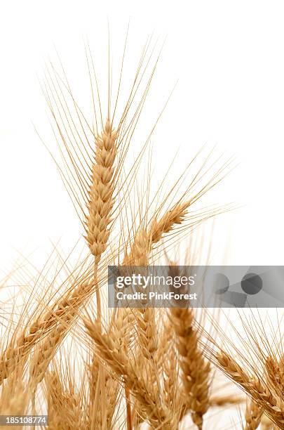 barley - barley stockfoto's en -beelden