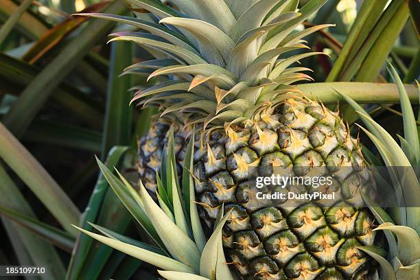 plump pineapple surrounded by other pineapple leaves - ananas stockfoto's en -beelden