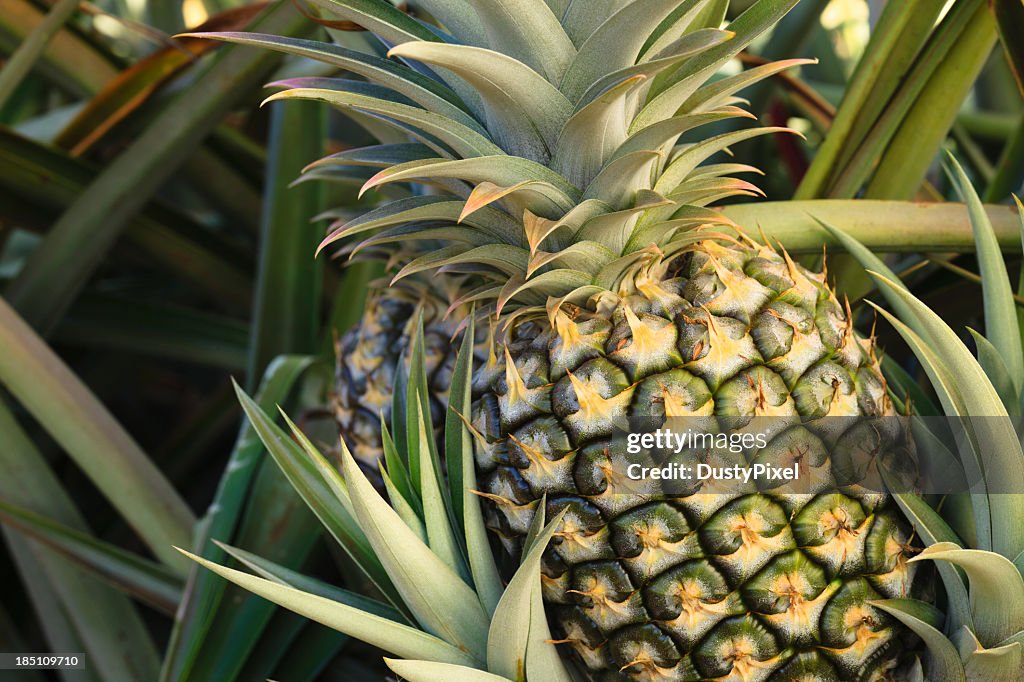 Plump pineapple surrounded by other pineapple leaves