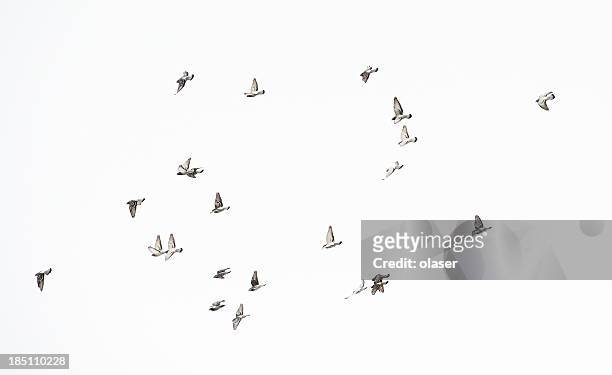 flock of doves - white pigeon stock pictures, royalty-free photos & images