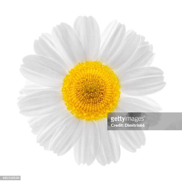 chamomile flower close up - chamomile stock pictures, royalty-free photos & images