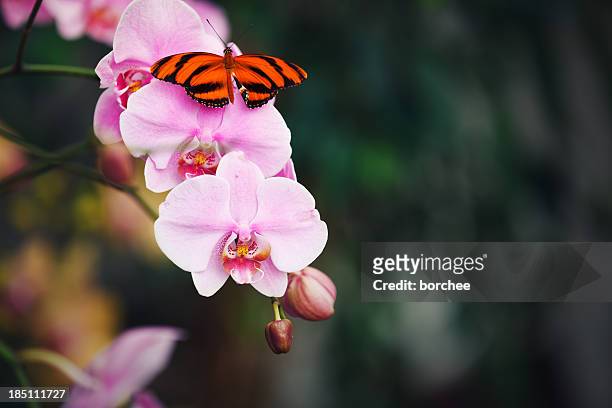 farfalla sulle orchidee rosa - orchid dendrobium single stem foto e immagini stock