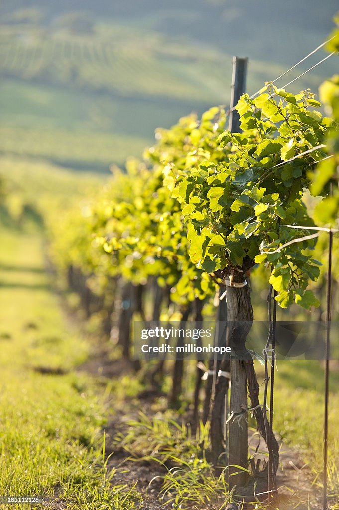 Vines in a row