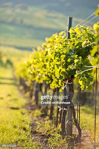 vines in a row - grape seed stock pictures, royalty-free photos & images