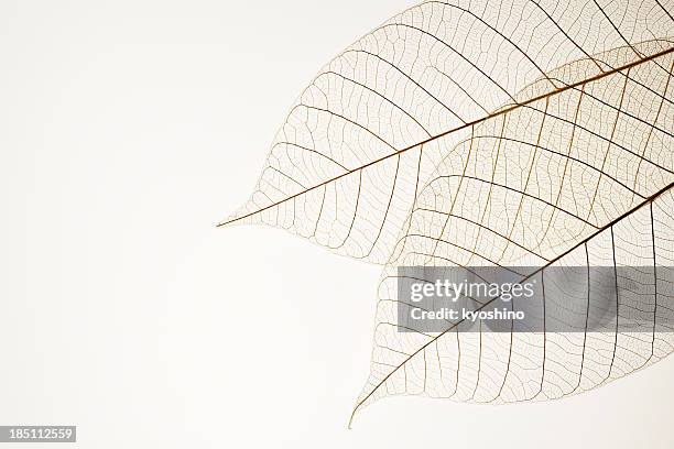 isolated shot of two leaf veins on white background - breekbaarheid stockfoto's en -beelden