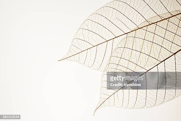 isolated shot of two leaf veins on white background - leaf vein stock pictures, royalty-free photos & images