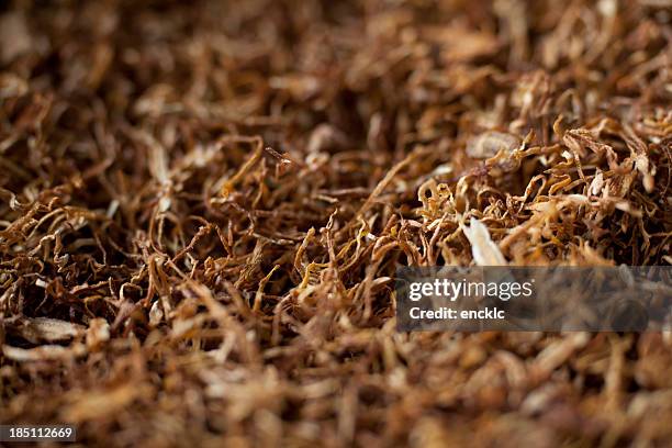 el tabaco - cultivo de tabaco fotografías e imágenes de stock