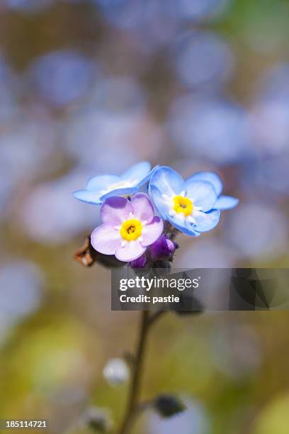 blau und rosa blumen mich nicht vergessen - vergissmeinnicht stock-fotos und bilder