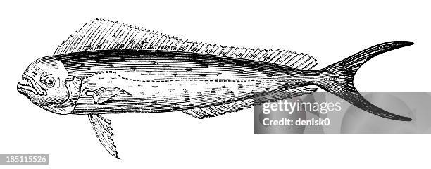 mahi-mahi - dolphin fish stock illustrations
