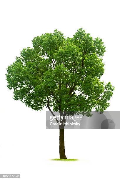 tree - tree on white stock pictures, royalty-free photos & images