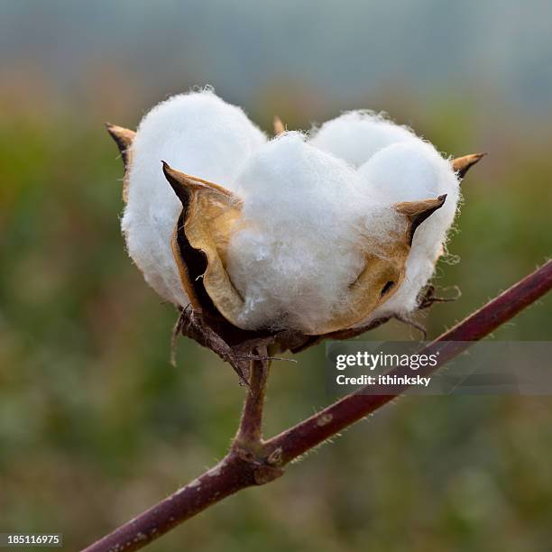 cotton - boll stock pictures, royalty-free photos & images