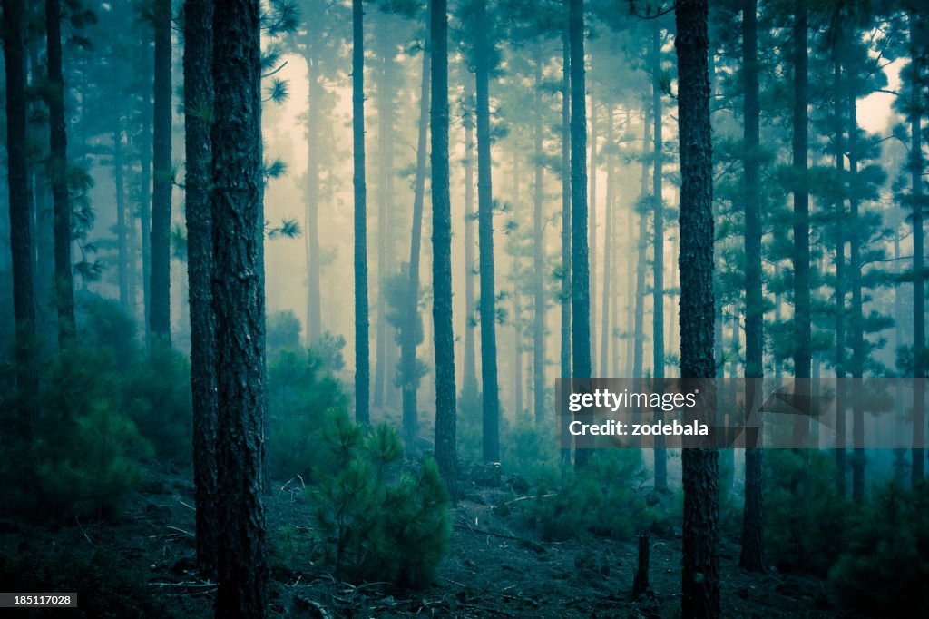 Dark Mystery Forest in the Fog