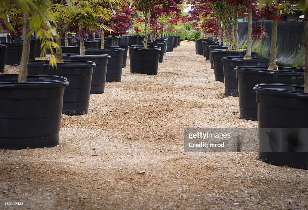 Japanese Maples