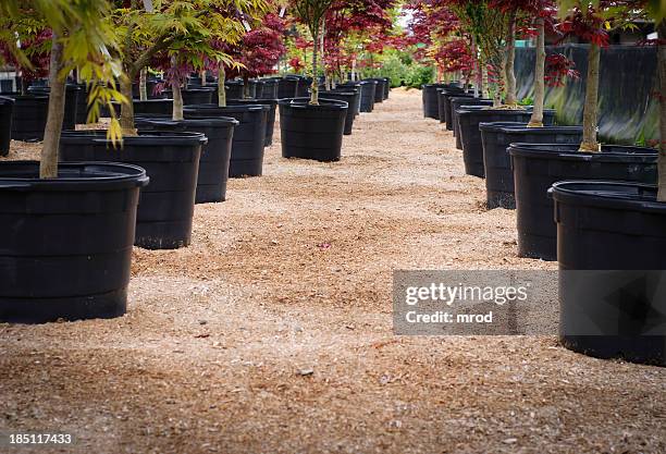 japanese maples - baby room stock pictures, royalty-free photos & images