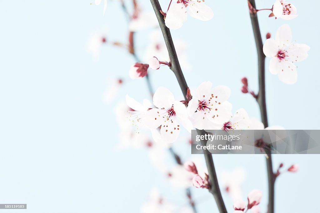 Beautiful Sakura Cherry Blossom